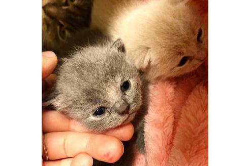 成約済の大阪府のスコティッシュフォールド-7445の2枚目